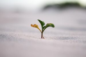 Photo Balance and growth