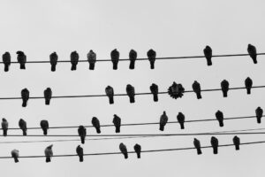 Photo Peer-to-Peer Networks