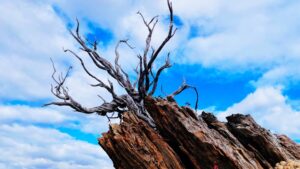 Photo Resilient Business Ecosystems